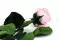 Rosa stabilizzata con stelo 50 cm Rosa - Scatola regalo individuale (x20) 7