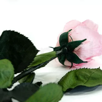 Konservierte Rose mit 50 cm Stiel Rosa - Einzelne Geschenkbox (x20)