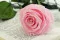 Rose stabilis&eacute;e sur tige 50 cm Rose - Bo&icirc;te cadeau individuelle (x20) 6