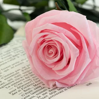 Rose stabilis&eacute;e sur tige 50 cm Rose - Bo&icirc;te cadeau individuelle (x20)