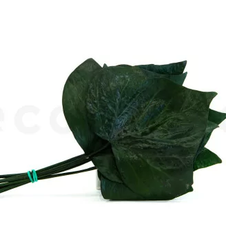 Preserved Ivy Leaf (x10)