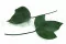 Preserved Ivy Leaf (x10) 5