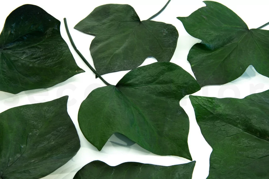 Hoja de Hiedra preservada (x10)