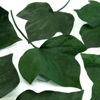 Feuille de Lierre stabilis&eacute;e (x10)