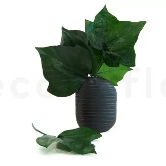 Preserved Ivy Leaf (x10)