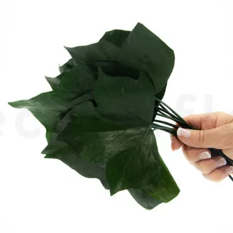 Hoja de Hiedra preservada (x10)