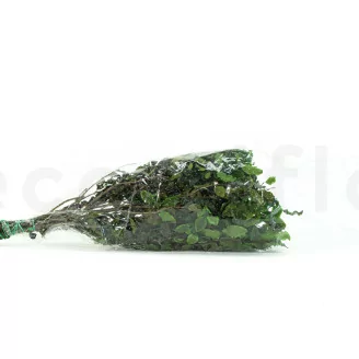 Preserved Pittosporum Variegatum