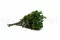 Konservierter Pittosporum variegatum 5