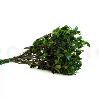 Pittosporum Variegatum stabilis&eacute;