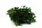 Konservierter Pittosporum variegatum 9