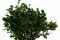 Pittosporum Variegatum stabilizzato 2