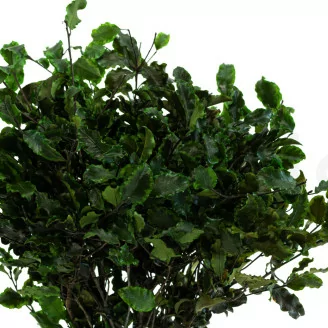 Preserved Pittosporum Variegatum