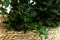 Pittosporum Variegatum stabilis&eacute; 6
