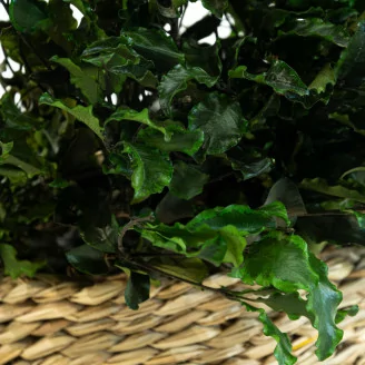 Pittosporum Variegatum stabilis&eacute;