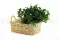 Konservierter Pittosporum variegatum 7