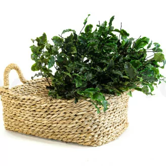 Preserved Pittosporum Variegatum
