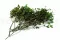 Konservierter Pittosporum variegatum 4