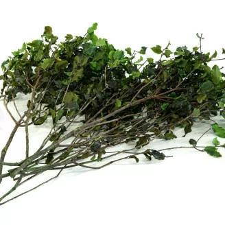 Pittosporum Variegatum stabilis&eacute;