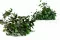 Pittosporum Variegatum preservado 8