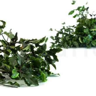 Preserved Pittosporum Variegatum