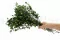 Pittosporum Variegatum preservado 3