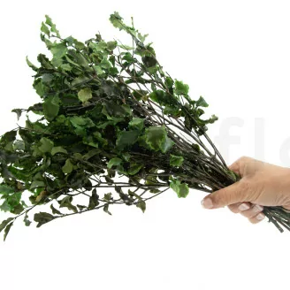 Pittosporum Variegatum stabilis&eacute;