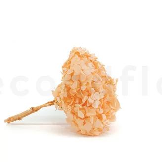 Hortensia preservado Naranja Pastel