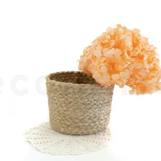 Hortensia preservado Naranja Pastel