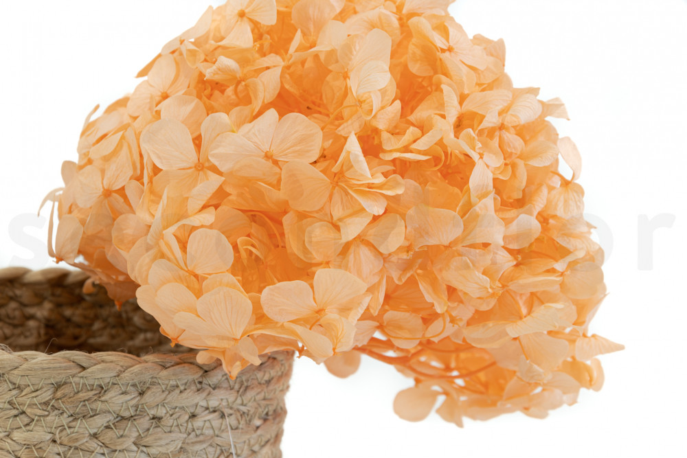 Preserved orange hydrangea - SecondFlor