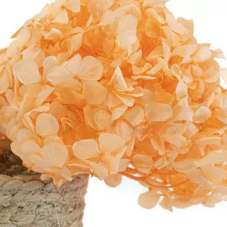 Konservierte Hortensie Pastellorange