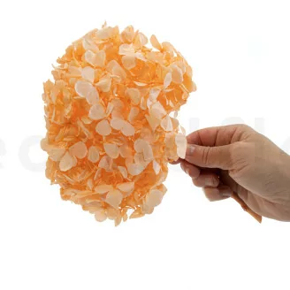 Hortensia stabilis&eacute; Orange Pastel