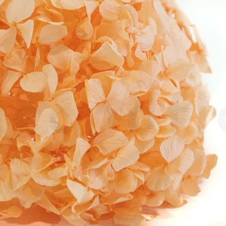 Hortensia preservado Naranja Pastel