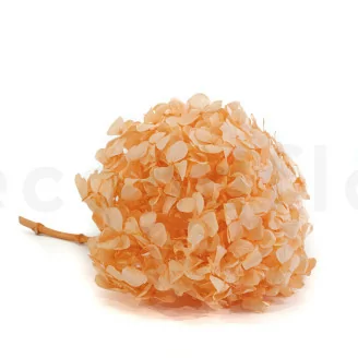 Hortensia preservado Naranja Pastel