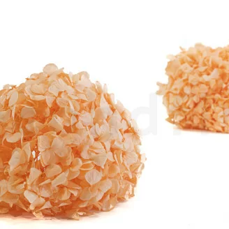 Hortensia preservado Naranja Pastel