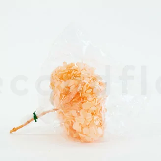 Hortensia preservado Naranja Pastel