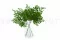 Preserved Adiantum Fern 2