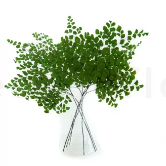 Konservierter Adiantum Farn