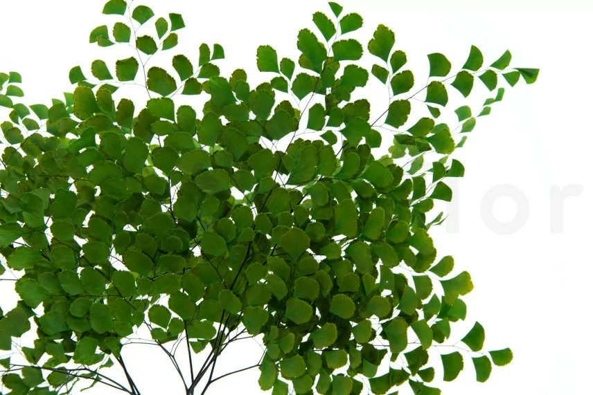 Foug&egrave;re Adianthum stabilis&eacute;e