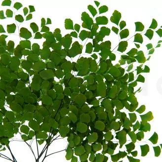 Konservierter Adiantum Farn