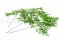 Helecho Adiantum preservado 5