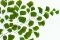 Helecho Adiantum preservado 6