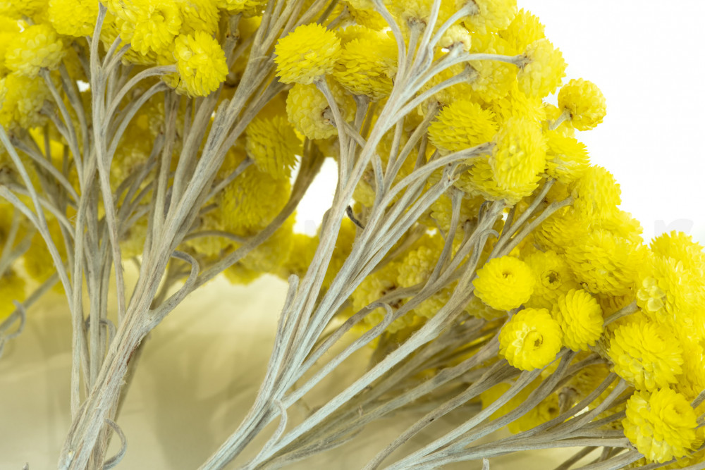 Immortelle séchée - Bouquet - Jaune