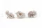 Rose Sauvage stabilis&eacute;e Gris (x12) 5