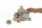 Preserved Wild Rose Grey (x12) 4