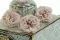 Rose Sauvage stabilis&eacute;e Gris (x12) 1