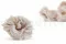 Rosa Silvestre preservada Gris (x12) 6
