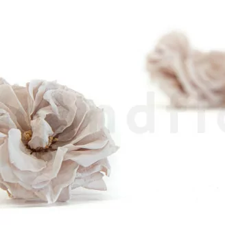 Rosa Silvestre preservada Gris (x12)