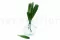 Preserved Japanese Pine (x10) 7