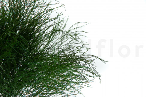 Tree fern Extra Stabilisé - Vert