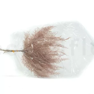 Preserved Mountain Fern Pink